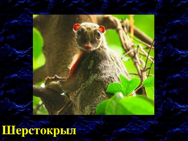 Шерстокрыл 