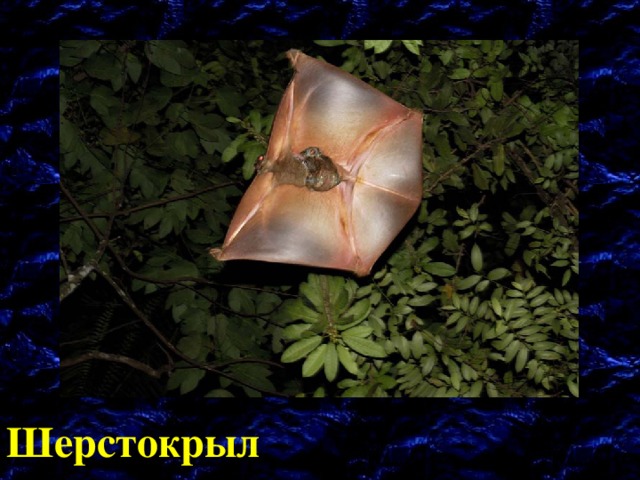 Шерстокрыл 