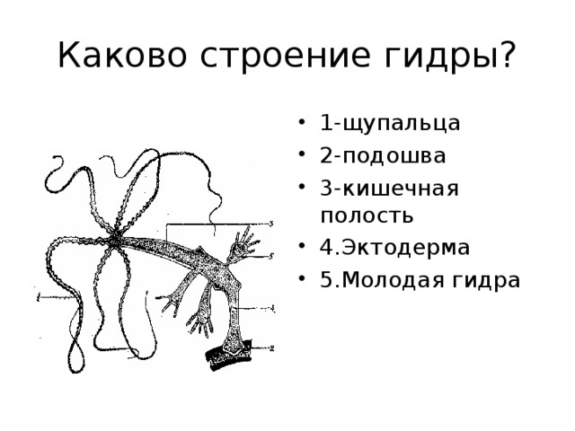 Каково строение гидры? 1-щупальца 2-подошва 3-кишечная полость 4.Эктодерма 5.Молодая гидра 