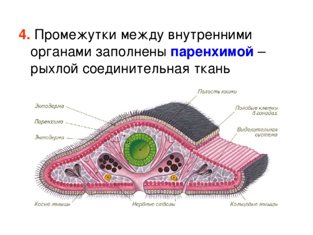 4. Промежутки между внутренними органами заполнены паренхимой – рыхлой соединительная ткань 
