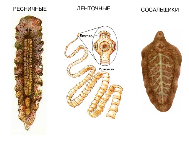 ЛЕНТОЧНЫЕ РЕСНИЧНЫЕ СОСАЛЬЩИКИ  