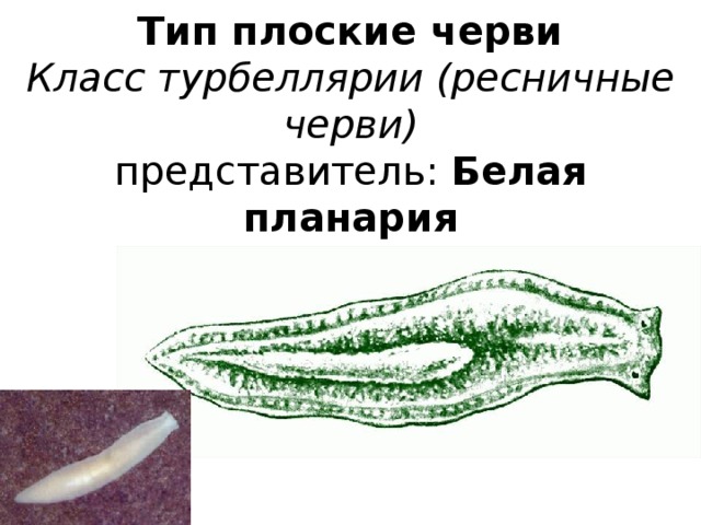 Тип плоские черви  Класс турбеллярии (ресничные черви)  представитель: Белая планария 