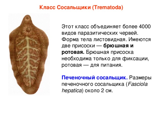 Класс Сосальщики (Trematoda) Этот класс объединяет более 4000 видов паразитических червей. Форма тела листовидная. Имеются две присоски — брюшная и ротовая. Брюшная присоска необходима только для фиксации, ротовая — для питания. Печеночный сосальщик.  Размеры печеночного сосальщика ( Fasciola hepatica ) около 2 см.  