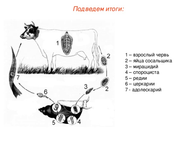 Подведем итоги: 1 – взрослый червь 2 – яйца сосальщика 3 – мирацидий 4 – спороциста 5 – редии 6 – церкарии 7 - адолескарий 