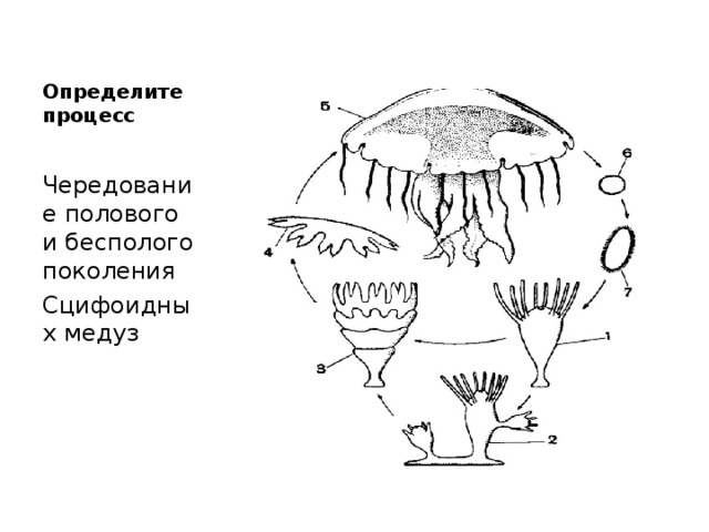 Определите процесс Чередование полового и бесполого поколения Сцифоидных медуз 