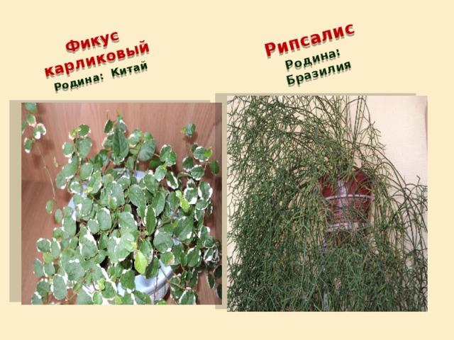 Фикус карликовый Родина: Китай Рипсалис Родина: Бразилия 