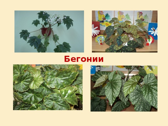 Бегонии 