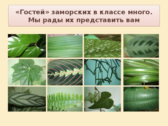 «Гостей» заморских в классе много.  Мы рады их представить вам 