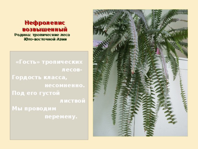          Нефролепис  возвышенный  Родина: тропические леса Юго-восточной Азии   «Гость» тропических  лесов- Гордость класса,  несомненно. Под его густой  листвой Мы проводим  перемену.    