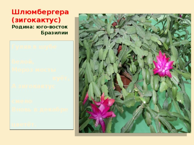 Шлюмбергера  (зигокактус)  Родина: юго-восток  Бразилии Гуляя в шубе  белой, Мороз мосты  куёт, А зигокактус  смело Вновь в декабре  цветёт. 