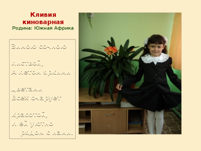 Кливия  киноварная  Родина: Южная Африка Зимою сочною  листвой, А летом яркими  цветами Всех очарует  красотой, И ей уютно  рядом с нами. 