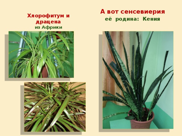   Хлорофитум и  драцена  из Африки  А вот сенсевиерия её родина: Кения 