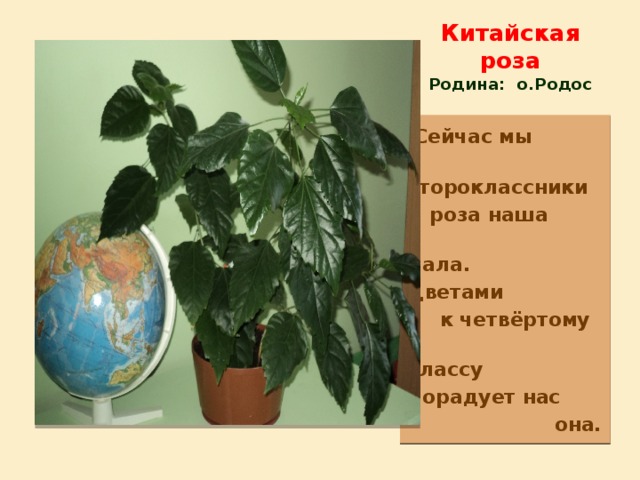 Китайская роза  Родина: о.Родос  Сейчас мы  второклассники И роза наша  мала. Цветами  к четвёртому  классу Порадует нас  она. 