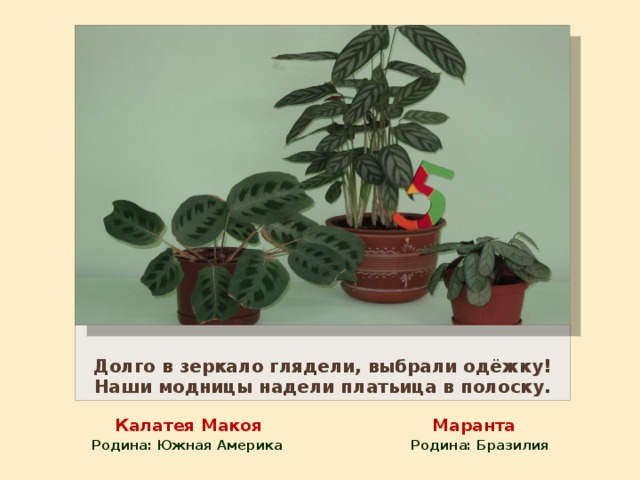 Долго в зеркало глядели, выбрали одёжку!  Наши модницы надели платьица в полоску.  Калатея Макоя Маранта Родина: Южная Америка Родина: Бразилия 