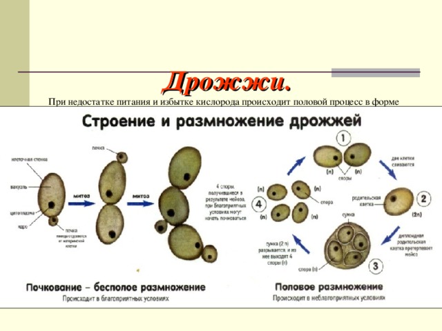 Размножение дрожжей фото