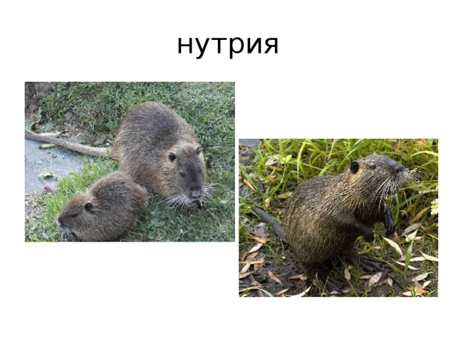 нутрия 