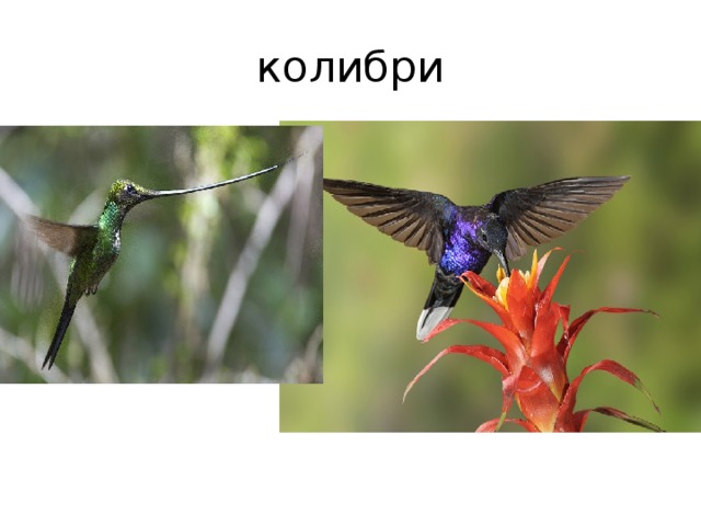 колибри 