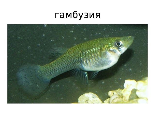 гамбузия 