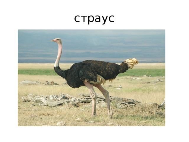 страус 