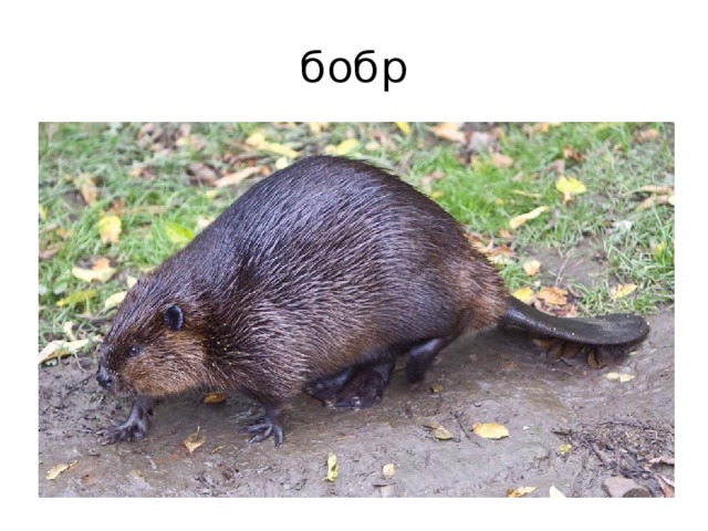 бобр 