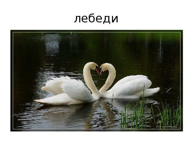 лебеди 