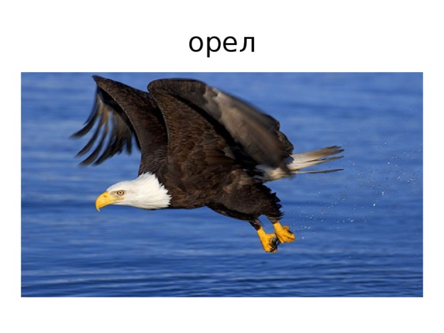 орел 