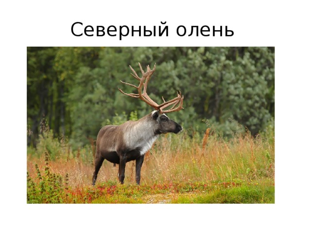 Северный олень 