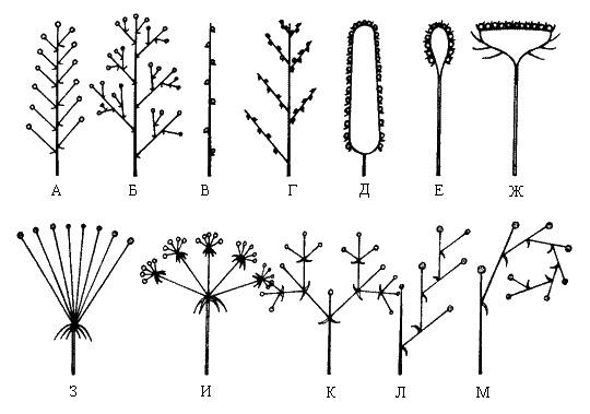 Схемы простых ботриоидных соцветий
