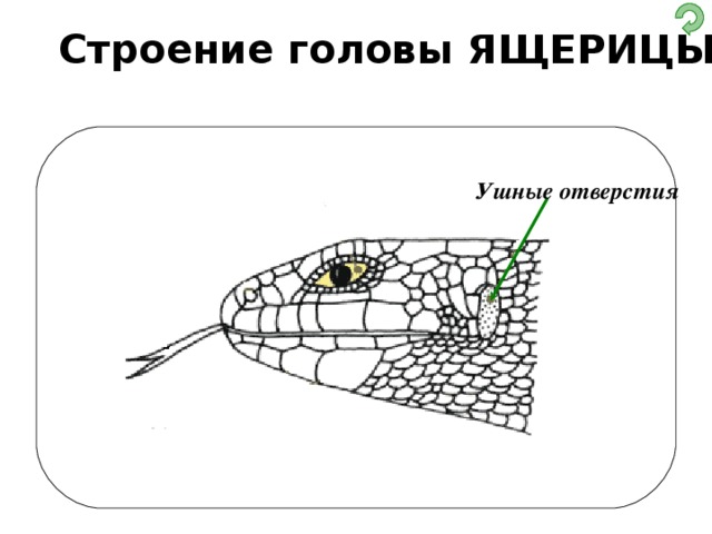 Кожа рептилий строение. Строение головы рыбы. Уж внутреннее строение. Внутреннее строение ящерицы. Внешнее строение ящерицы.