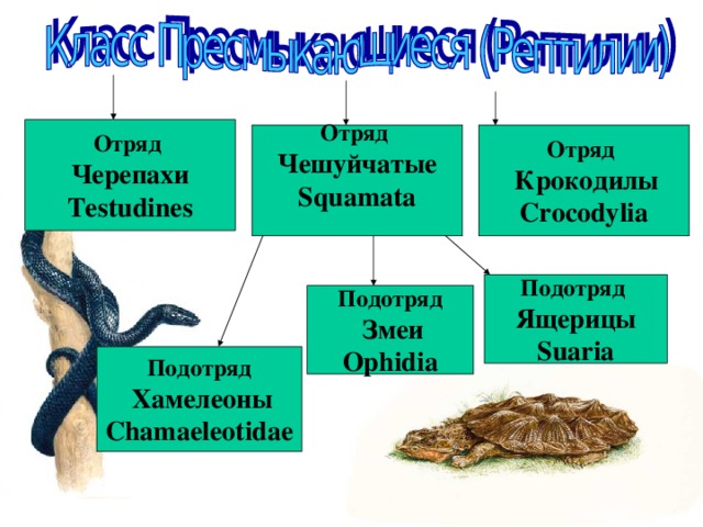 Чешуйчатые представители. Чешуйчатые пресмыкающиеся внутреннее строение. Отряд чешуйчатые подотряд хамелеоны. Отряд чешуйчатые подотряд змеи представители. Особенности отряда чешуйчатые.