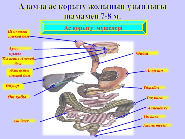 Адам анатомиясы презентация