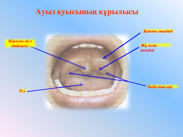 Ауыз қуысы презентация