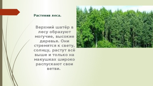 Растения леса. Верхний шатёр в лесу образуют могучие, высокие деревья. Они стремятся к свету, солнцу, растут всё выше и только на макушках широко распускают свои ветви. 