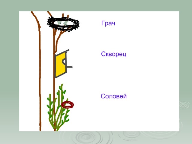 Грач и соловей. Скворец и Соловей. День птиц Грачи, скворцы,соловьи.