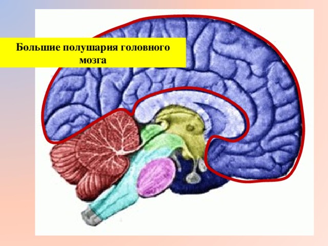 Большие полушария головного мозга  