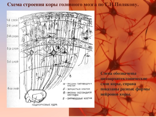 Схема строения коры головного мозга по Г.И.Полякову.  Слева обозначены цитоархитектонические слои коры, справа показаны разные формы нейронов коры.  