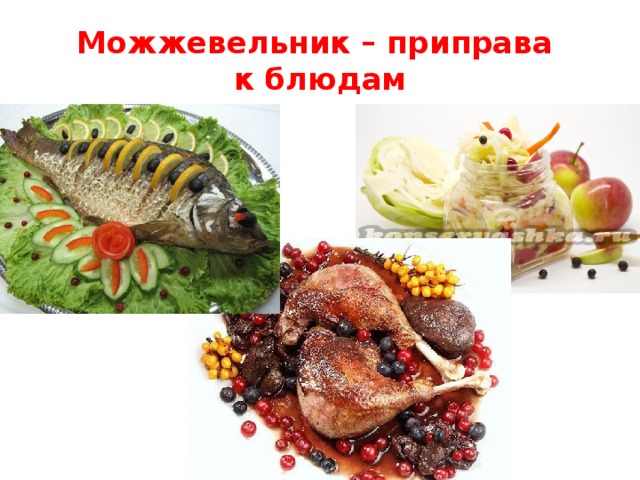 Можжевельник – приправа  к блюдам 