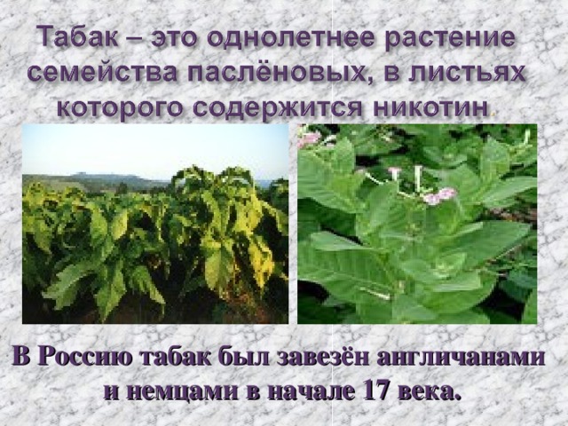 В Россию табак был завезён англичанами  и немцами в начале 17 века. 