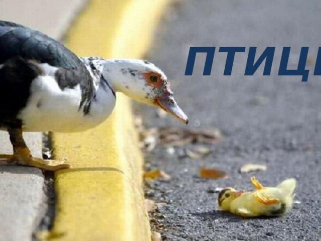 ПТИЦЫ 