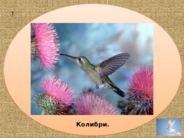 Колибри.  7 