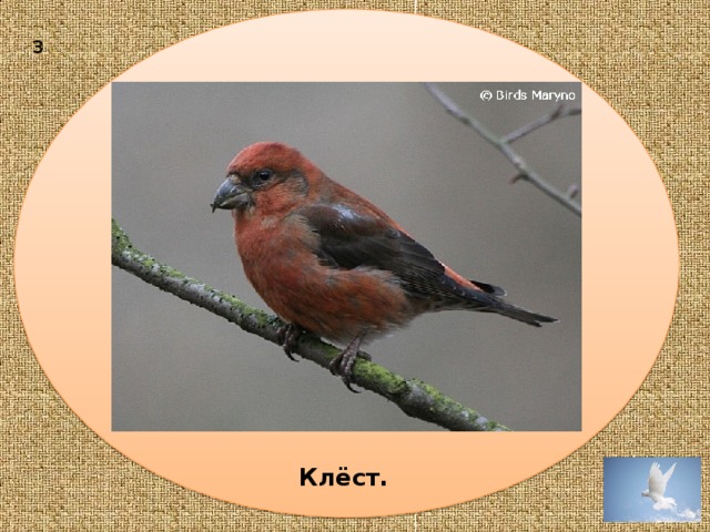 Клёст.  3 