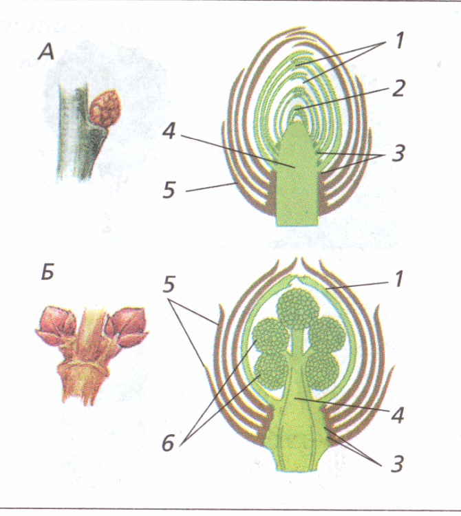 Рисунок строение почки вегетативной и генеративной
