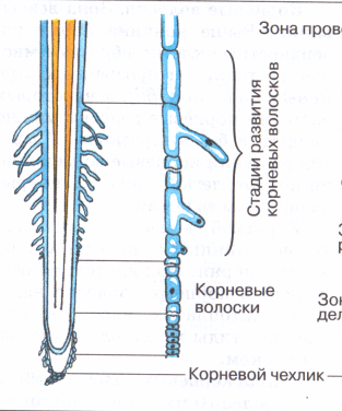 Корневые волоски рисунок