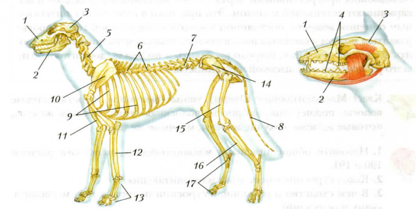 Внутреннее строение млекопитающих скелет. Скелет млекопитающего 7 класс биология. Опорно двигательная система скелет собаки. Костная система млекопитающих. Скелет млекопитающих 7 класс Константинов.