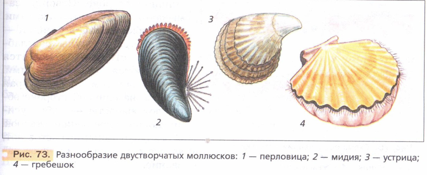 Моллюски биология 7 класс рисунок