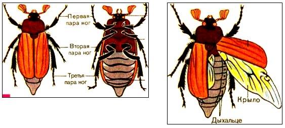 Внешнее строение майского жука с подписями рисунок