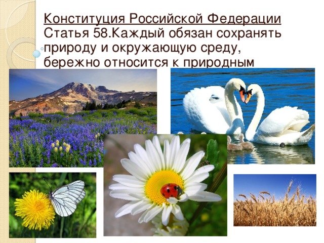 Конституция Российской Федерации Статья 58.Каждый обязан сохранять природу и окружающую среду, бережно относится к природным богатствам. 