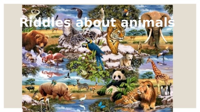 Riddles about animals 