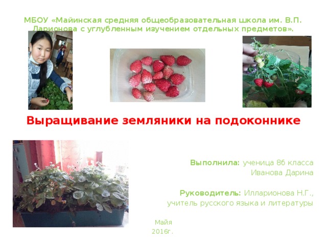 МБОУ «Майинская средняя общеобразовательная школа им. В.П. Ларионова с углубленным изучением отдельных предметов».  Выращивание земляники на подоконнике  Выполнила: ученица 8б класса Иванова Дарина Руководитель: Илларионова Н.Г., учитель русского языка и литературы Майя 2016г. 