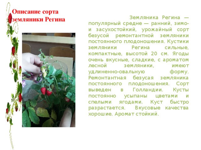Описание сорта земляники Регина    Земляника Регина — популярный средне — ранний, зимо- и засухостойкий, урожайный сорт безусой ремонтантной земляники постоянного плодоношения. Кустики земляники Регина сильные, компактные, высотой 20 см. Ягоды очень вкусные, сладкие, с ароматом лесной земляники, имеют удлиненно-овальную форму. Ремонтантная безусая земляника постоянного плодоношения. Сорт выведен в Голландии. Кусты постоянно усыпаны цветами и спелыми ягодами. Куст быстро разрастается. Вкусовые качества хорошие. Аромат стойкий.  